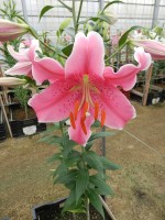 [4198 Sorbonne NES No02.JPG]